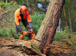 How Our Tree Care Process Works  in  Berwick, LA